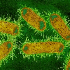 Biozide und Geruchseliminatoren